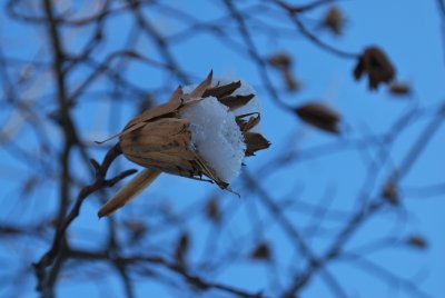 Liriodendron tulipifera -liliovník tulipánokvětý - plod